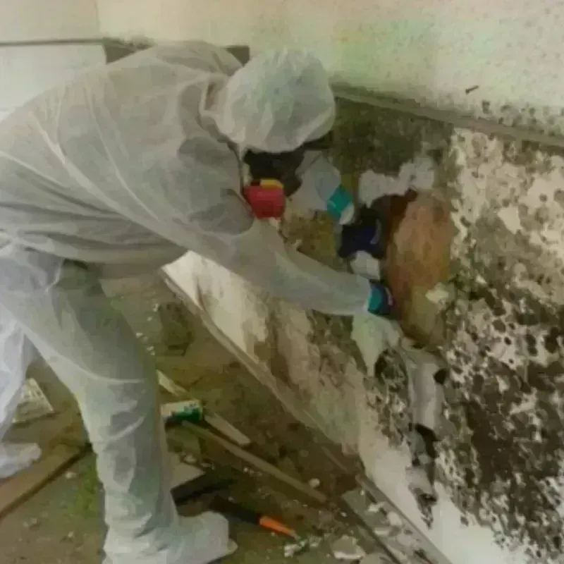 Mold Remediation and Removal in Liberty, PA